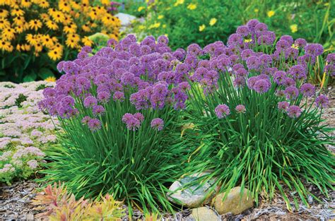 Thunbergii 'ozawa' (japanese onion) is the last ornamental allium to bloom, often waiting until early october. Allium 'Millenium'