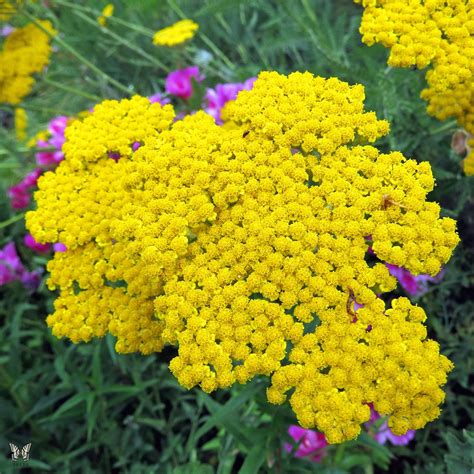 Buy perennial garden plants at our online nursery. 12 Low Maintenance Perennial Plants