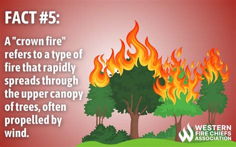 7 Facts About Wildfires You Should Know Wfca