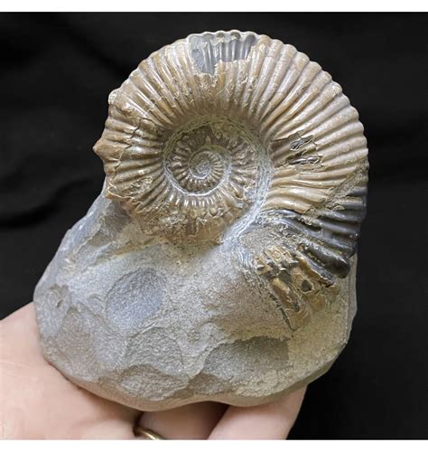 Fossils For Sale Fossils Early Cretaceous Heteromorphic Ammonite From Walsh River