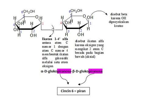 •pengetian Dan Perbedaan Monosakarida Disakarida Dan Polisakarida