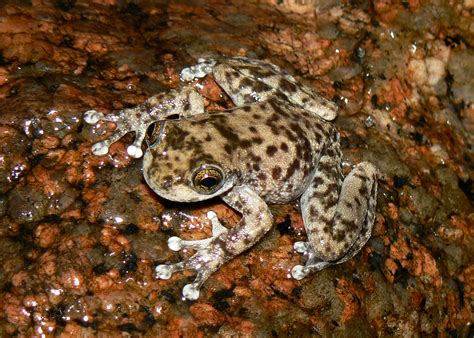 These Frogs Need Our Help Scientists Name The Australian Frogs At Greatest Risk Of Extinction