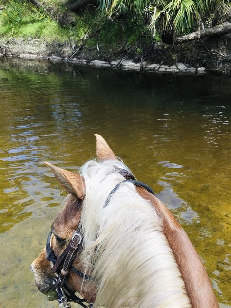Pin by Rana Hemeida on Horseback trail riding in 2020 | Horses, Trail riding, Horse riding