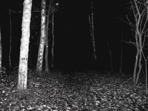 Black And White Forest  Wiffle