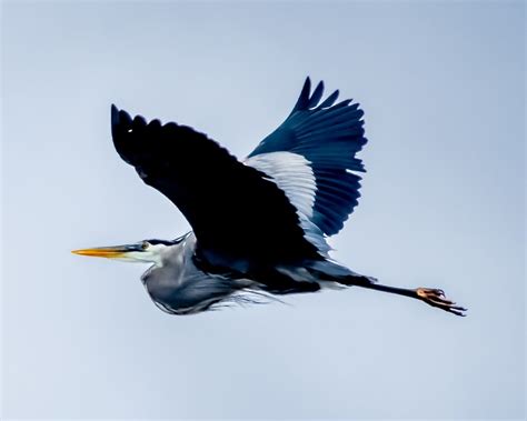 Great Blue Heron Bird Free Photo On Pixabay Pixabay