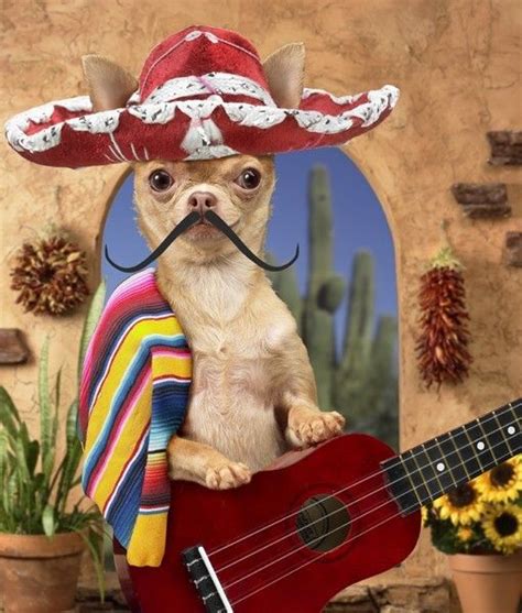 Community Post Pets Enjoying Cinco De Mayo Cute Chihuahua Chihuahua