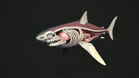 sergey egelsky shark anatomy model