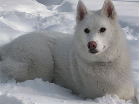 Filewhite Siberian Husky Snow 1 Wikimedia Commons