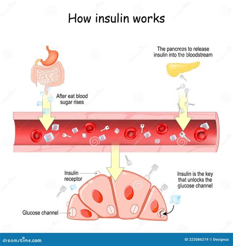 Insulin Is The Key That Unlocks The Cells Glucose Channel Vector Illustration Cartoondealer