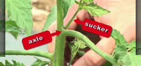 How To Prune Tomato Plants Gardening Wonderhowto