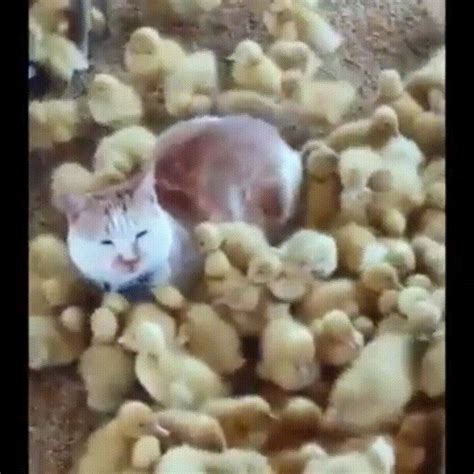 Duck Duck Cat Cute Animal Picture