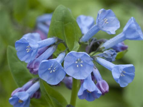 Wildflower Watch Bluebells Are Blooming In Carley State Park Mpr News