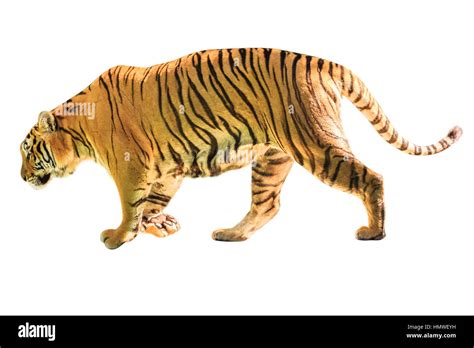 Big Tiger Isolated Stock Photo Alamy