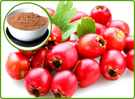 Hawthorn Berry Extract All About Naturals Raw Plant Materials