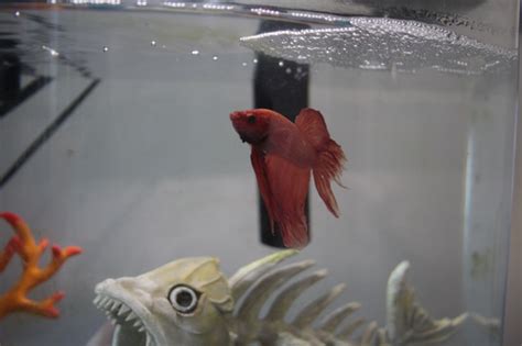Why And How Do Betta Fish Fight