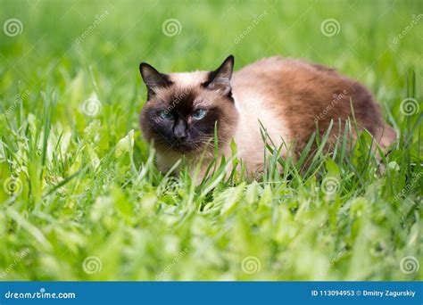 Siamese Cat In The Grass With Blue Eyes Stock Image Image Of Garden