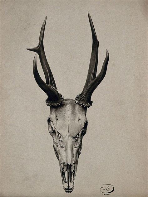 A Stags Skull Seen From Above Watercolour 1904 Source Wellcome