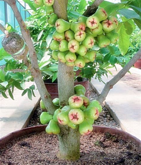 Kunjungan ke hartani farm di bogor (bisa panen sayuran hidroponik langsung!) Berkebun Buah di Rumah