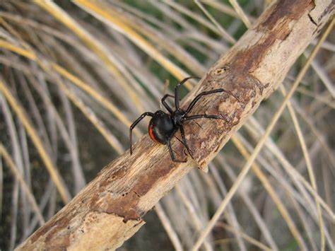 But the bite can cause you pain. katipo spider | Kaitorete Spit retains a large population ...