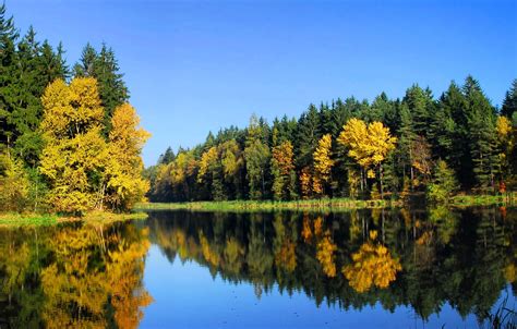 Wallpaper Autumn Forest Trees Nature River Landscape Images For