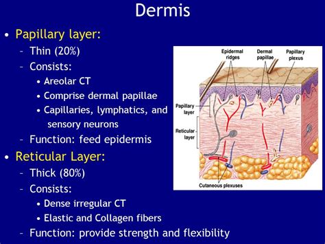 Reticular Layer Of Dermis