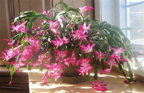 Getting christmas cactus to bloom is tricky but the beautiful flowers are worth the hassle. Top 10 Hard to Kill House Plants - Toptenz.net