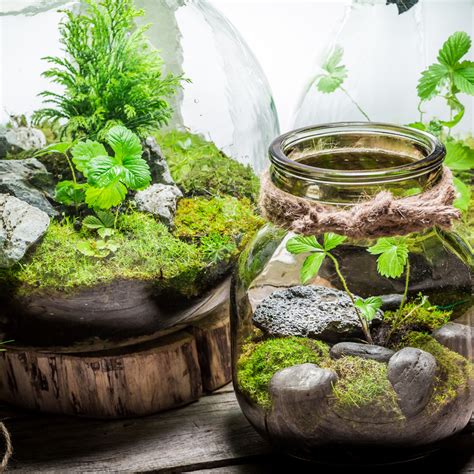 Maintenance Of The Diy Terrarium For The Excellent Look In Singapore