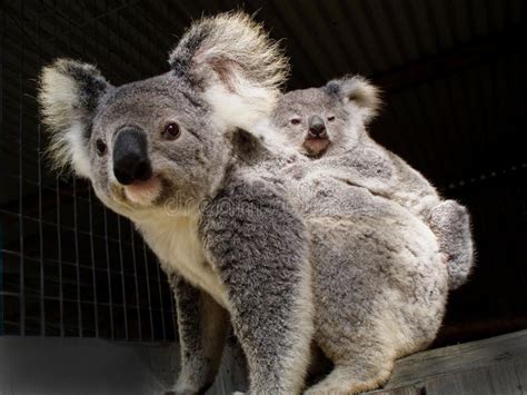 Koala En Joey Stock Foto Image Of Milieu Bont Buidel 49000324
