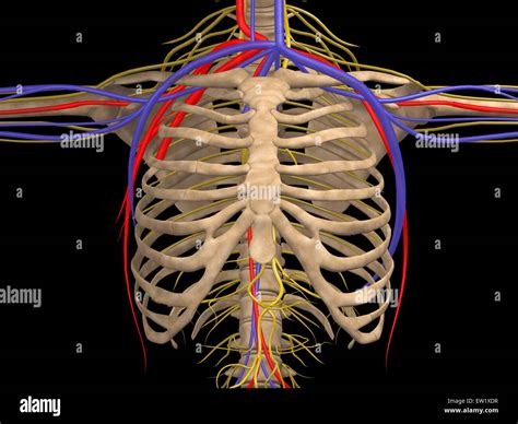 Rib Cage With Nerves Arteries And Veins Stock Photo Alamy