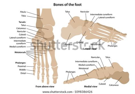 Bones Foot Main Parts Labeled Above 스톡 벡터(로열티 프리) 1098386426