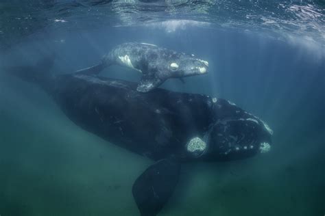 Petition Save North Atlantic Right Whales The Rarest Of All Large