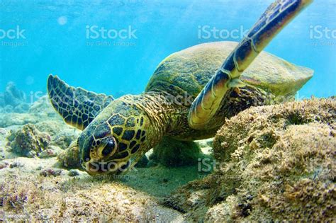 Hawaiian Green Sea Turtle Stock Photo Download Image Now Hawaii