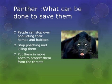 Endangered Animals Panther