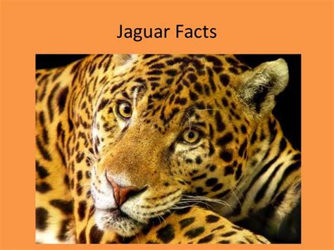 Jaguar Facts