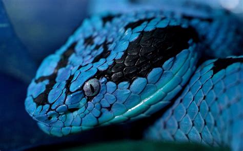 Snakes are elongated, limbless, carnivorous reptiles of the suborder serpentes /sɜːrˈpɛntiːz/. Viper Snake Wallpaper (70+ images)