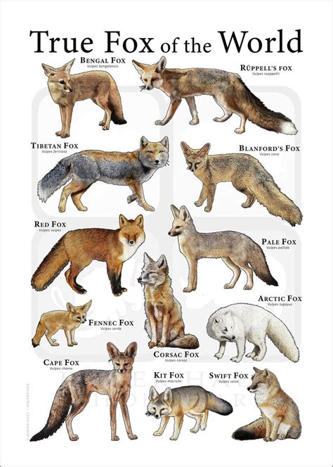 True Foxes Of The World Poster Print Etsy In 2021 Fox Swift Fox