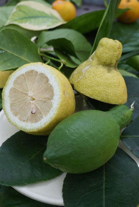 Limone Lunario Gigante Citrus Limon Agrumi Lenzi