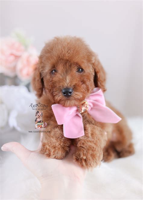 Red Toy Poodle For Sale Teacup Puppies 287 Teacup Puppies And Boutique
