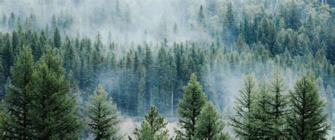Download Wallpaper 2560x1080 Forest Trees Fog Tops Spruce Pine