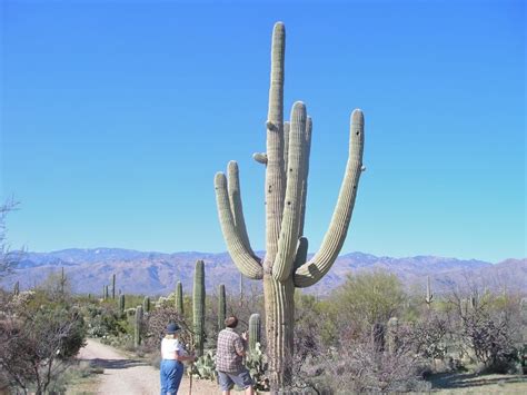 Join menuism and tell us! Cactus Forest Trail Saguaro National Park Eas Mountain ...