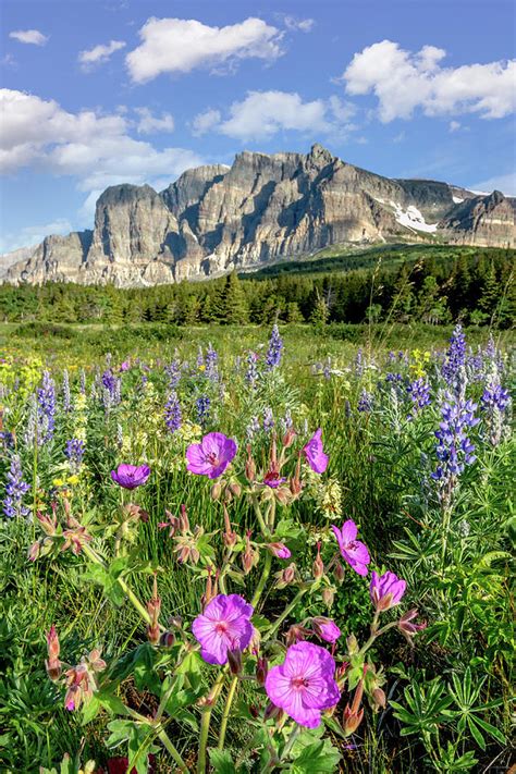 Wildflowers At Glacier National Park Photograph By Jack Bell Pixels