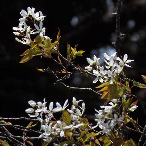 Serviceberry Serviceberry Amelanchier Arborea Blooming A Flickr