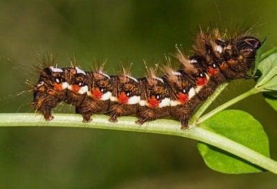 Find out your caterpillar's name, type, what it eats, if it's rare, if it's invasive, if it stings, if it's poisonous, if it can be raised by hand. Caterpillar Animal Totem Symbolism & Meanings | SunSigns.Org