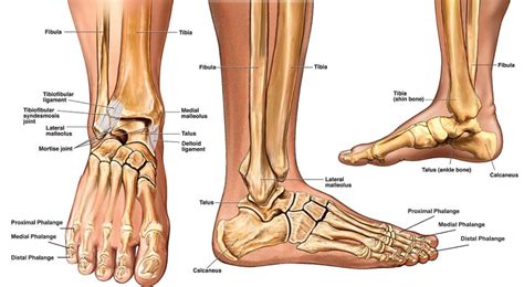 Leg Muscle Anatomy Left Side