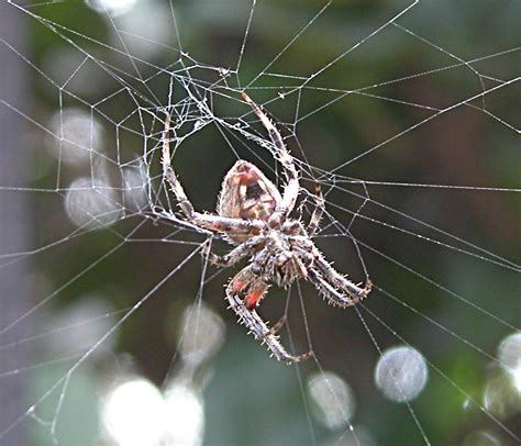 The Barn Spider Fun Animals Wiki Videos Pictures Stories