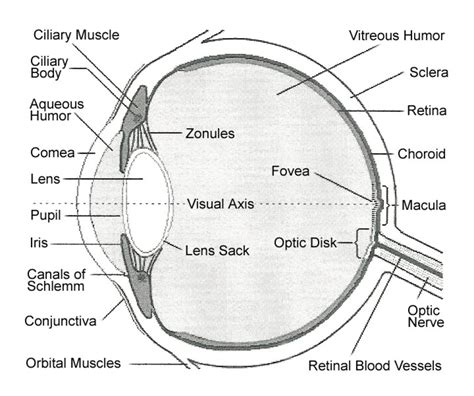 Parts Of The Eye And Their Functions