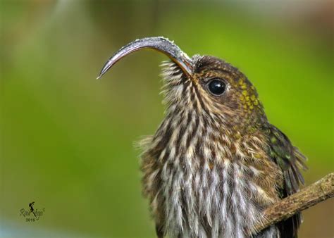 The Best Costa Rican Bird Photographers Birdwatching In Costa Rica