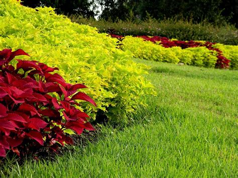 Beds Of Coleus Photograph By Warren Thompson