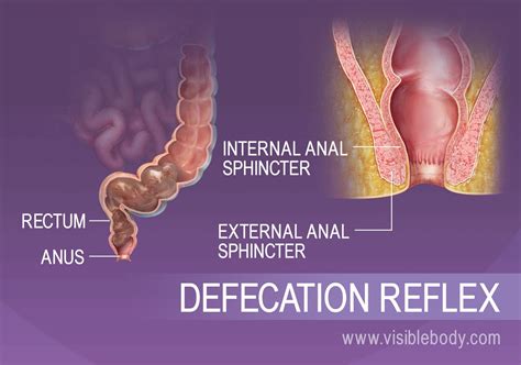Absorption And Elimination Digestive Anatomy