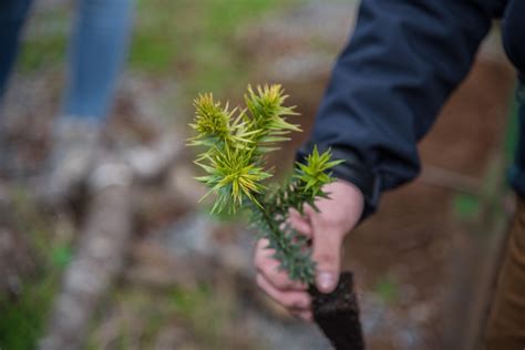 Día De La Tierra Restaurar Bosques Por La Naturaleza Y Las Personas